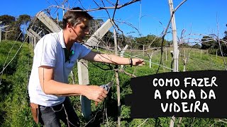 Aprenda a fazer a poda da videira [upl. by Ynohtnaeoj782]