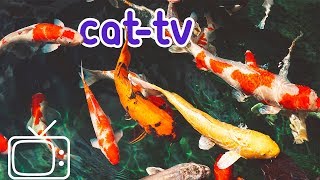 CATTV  Boredom Blasting Fish Videos for Cats [upl. by Hanforrd]