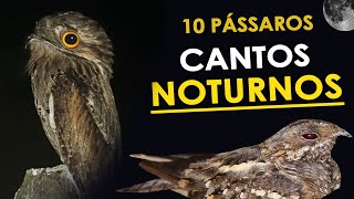 10 CANTOS de AVES NOTURNAS comuns no Brasil  Bacuraus curiangos urutaus e corujas [upl. by Conroy708]