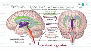 Cerebrospinal Fluid CSF Production and Pathway  HYT  Inspiring Mindz [upl. by Aubarta]