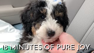 8 Week Old Mini Bernedoodle Puppys First Month Home Part 1 [upl. by Seow]