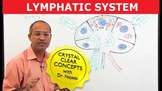 Basics amp Structures of the Lymphatic System [upl. by Willman]