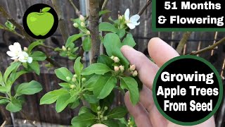 Apple Trees Grown From Seed Update  51 Months and Flowering [upl. by Priest380]