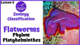 What are Platyhelminthes  Phylum Platyhelminthes [upl. by Acire]