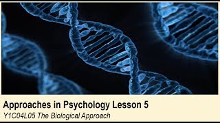 ALevel Psychology AQA Approaches in Psychology  The Biological Approach [upl. by Cohla]