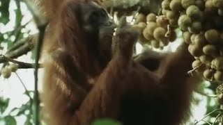 Orangutans Feeding in the Trees  Wild Indonesia  BBC Earth [upl. by Kella]