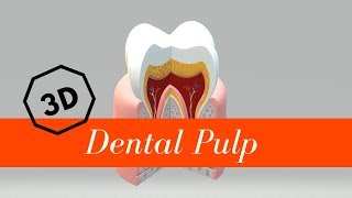 Dental Pulp [upl. by Seraphim]