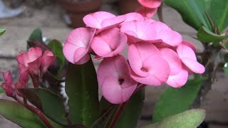 Growing Crown of Thorns Euphorbia milii [upl. by Lemmuela]