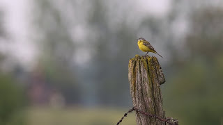 Pola tętniące życiemCZYTA KRYSTYNA CZUBÓWNA [upl. by Yajnas]