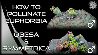 How to Pollinate Euphorbia  Obesa amp Symmetrica  Male vs Female Flowers  Cactus amp Succulents [upl. by Chelsea]