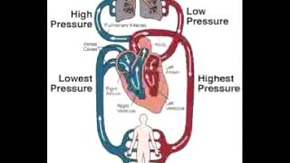 Open Vs Closed Circulatory Systems  A Level Biology [upl. by Novert]