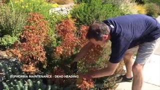 How to Maintain Euphorbia  Dead Heading [upl. by Milissa]