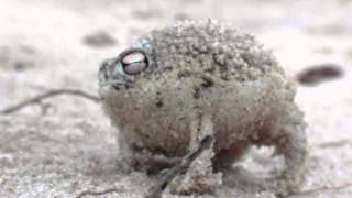 Desert Rain Frog War Cry [upl. by Dnomar]