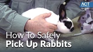 How to Pick Up Rabbits [upl. by Bradlee]