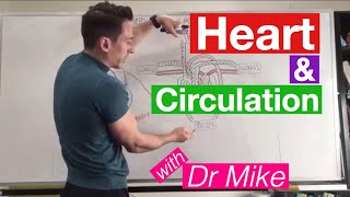 Heart Circulation  Cardiology [upl. by Ennaear]