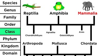 Phylogeny and the Tree of Life [upl. by Ciprian]