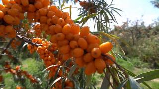 Introduction to the British Sea Buckthorn Company [upl. by Asirak]