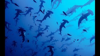 Hammerhead Sharks Complex Mating Rituals  BBC Earth [upl. by Pontias213]