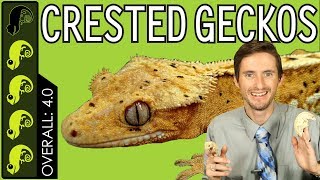 Crested Gecko The Best Pet Reptile [upl. by Niles]