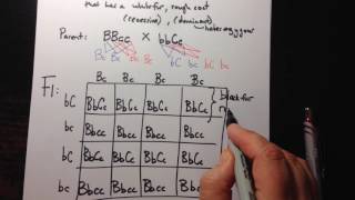 Dihybrid Crosses using a Punnett Square [upl. by Adidnere]