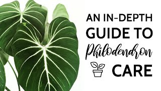 An InDepth Guide to Philodendron Care [upl. by Forsta]