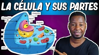 LA CÉLULA  PARTES Y FUNCIONES  Corto y entretenido [upl. by Eulau]