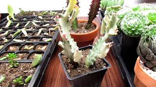 All About Euphorbias  How Euphorbias Differ From Cacti [upl. by Juliana]