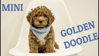 Mini Goldendoodle Adoption  Wallace [upl. by Charleton364]