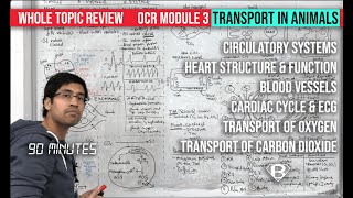 Circulatory systems for A level biology review [upl. by Toth]