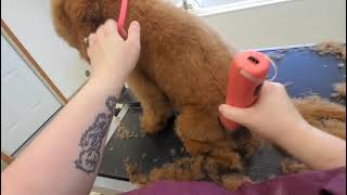 Mini Golden Doodle Puppy1st Groom [upl. by East]