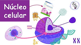 Núcleo Celular Componentes funciones  Histología Ross [upl. by Akeenahs406]