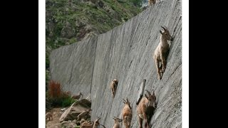 Rock Climbing GoatsMountain Ibexs [upl. by Elinet963]