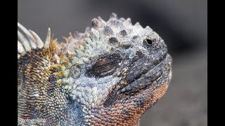 Facts The Marine Iguana [upl. by Larue474]