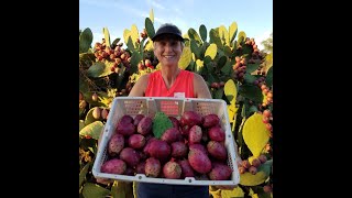 Harvesting Cactus Fruit  Prickly Pear [upl. by Necaj651]