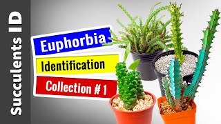 SUCCULENT TYPES  EUPHORBIA Collection 1  Succulent Identification [upl. by Nassi441]