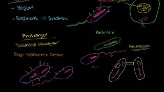 Bakteriler Fen Bilimleri Biyoloji [upl. by Christis]