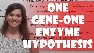 One GeneOne Enzyme Hypothesis Beadle amp Tatum Experiment [upl. by Yllod]