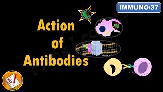 Action of Antibodies Neutralization Opsonization Complement Activation and ADCC FLImmuno37 [upl. by Zilla782]