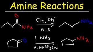 Amine Synthesis Reactions [upl. by Ecinreb454]