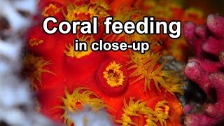 Coral feeding in closeup [upl. by Mountford]