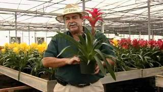 Guzmania Care Instructionsavi [upl. by Currier35]