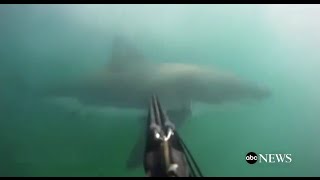 Great White Shark Attack GoPro Footage [upl. by Aseret]