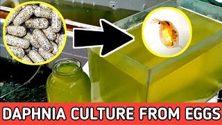 HOW TO HATCH DAPHNIA EGGS  HOW TO CULTURE DAPHNIA [upl. by Varick]