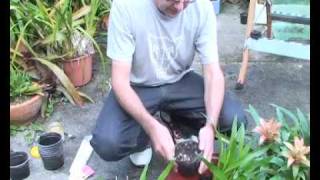 Bromeliads Online  How to plant pups [upl. by Noiztneb268]