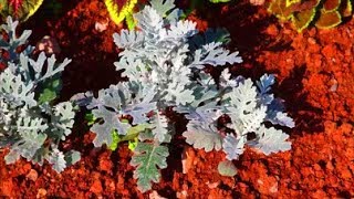 How to Grow Cineraria from Seed [upl. by Chrystal732]