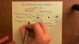 The KallikreinKinin System Part 1 [upl. by Rein]