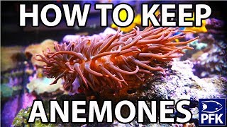 How to keep anemones [upl. by Frantz]