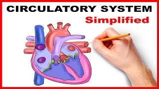 Circulatory System Physiology Heart Simplified [upl. by Phare565]