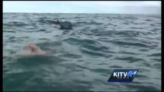 How dolphins protected a swimmer from a shark [upl. by Ahrendt]