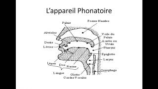 La Phonétique 1 L’appareil phonatoire [upl. by Ttenrag]